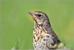 <p>DROZD KVÍČALA (Turdus pilaris) /Fieldfare - Wacholderdrossel/</p>
